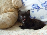 подарю чудесных котят