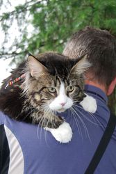 Питомник SHAGGYRAY. КОТЯТА МЕЙН-КУН